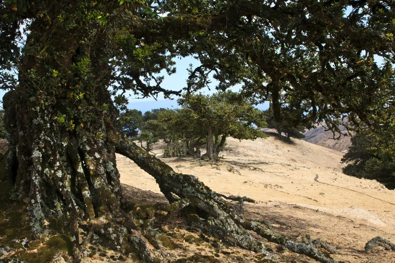 Large oak tree trunk covered in lichens. Dark green thick leaves.