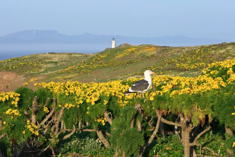 Seagull standing on plant with green leaves and yellow flowers.