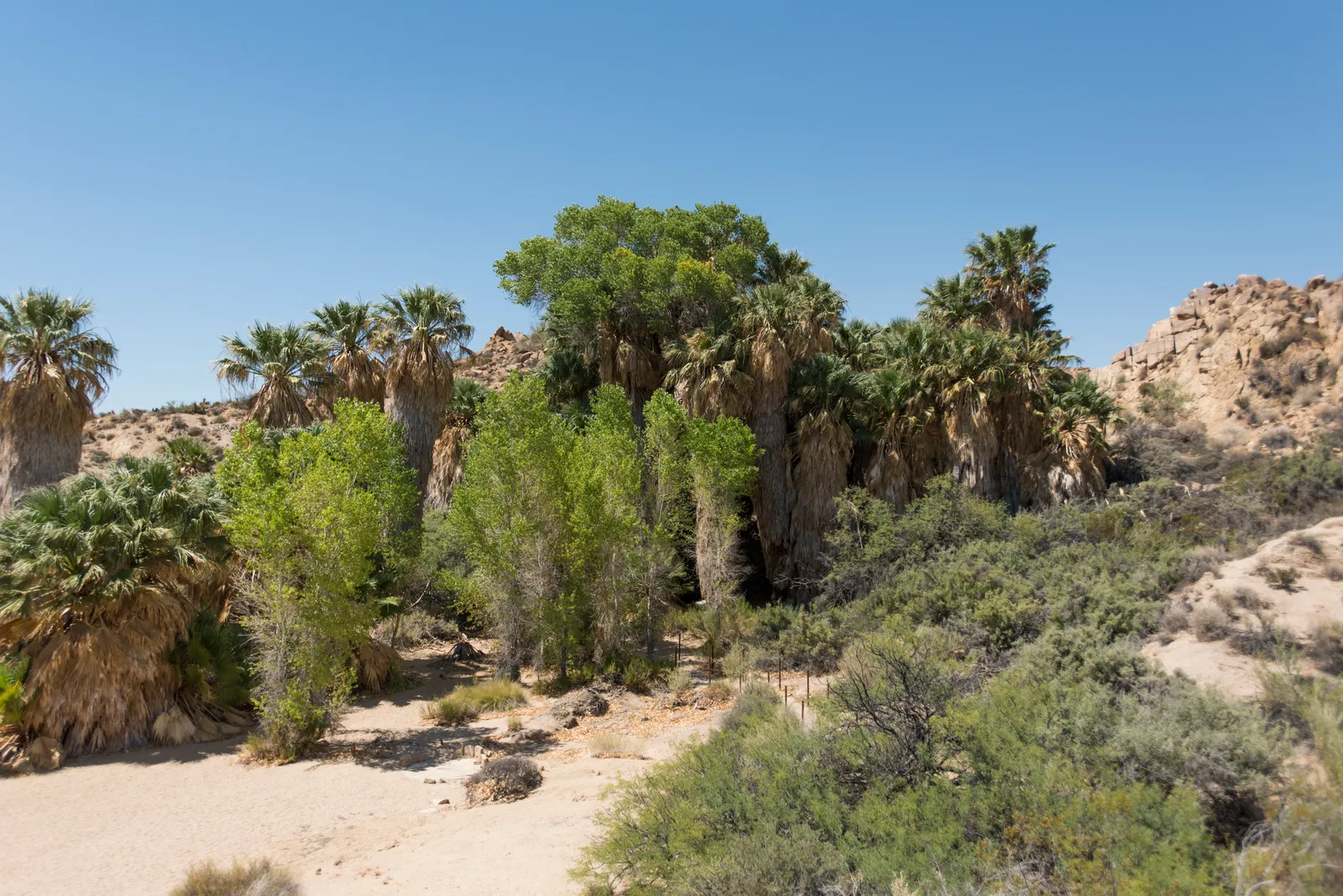 Cottonwood Spring