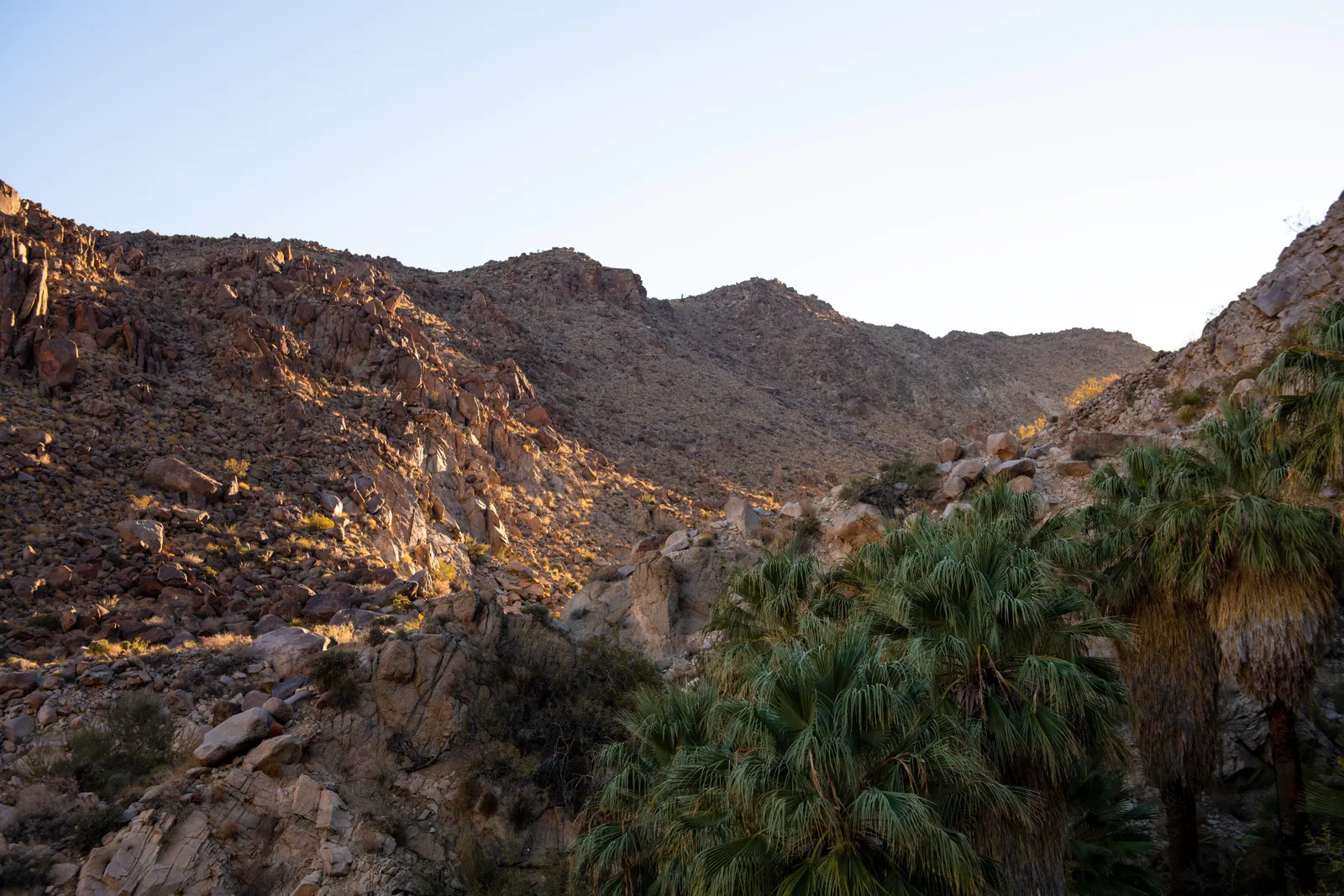 Fortynine Palms Oasis