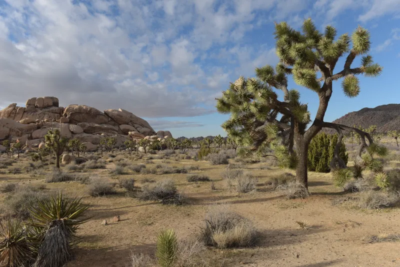 A large rock formation surrounded by Joshua trees and shrubs under light clouds.