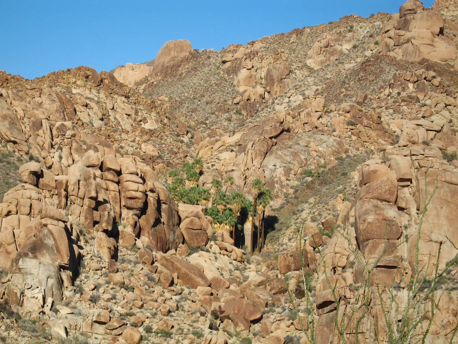 Lost Palms Oasis