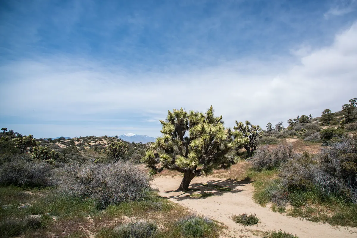 Panorama Loop Trail