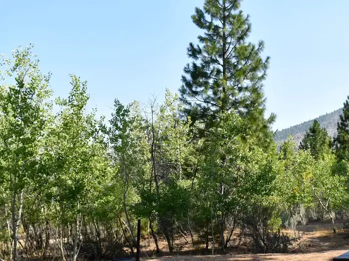 Aspen Grove Campground (CA)