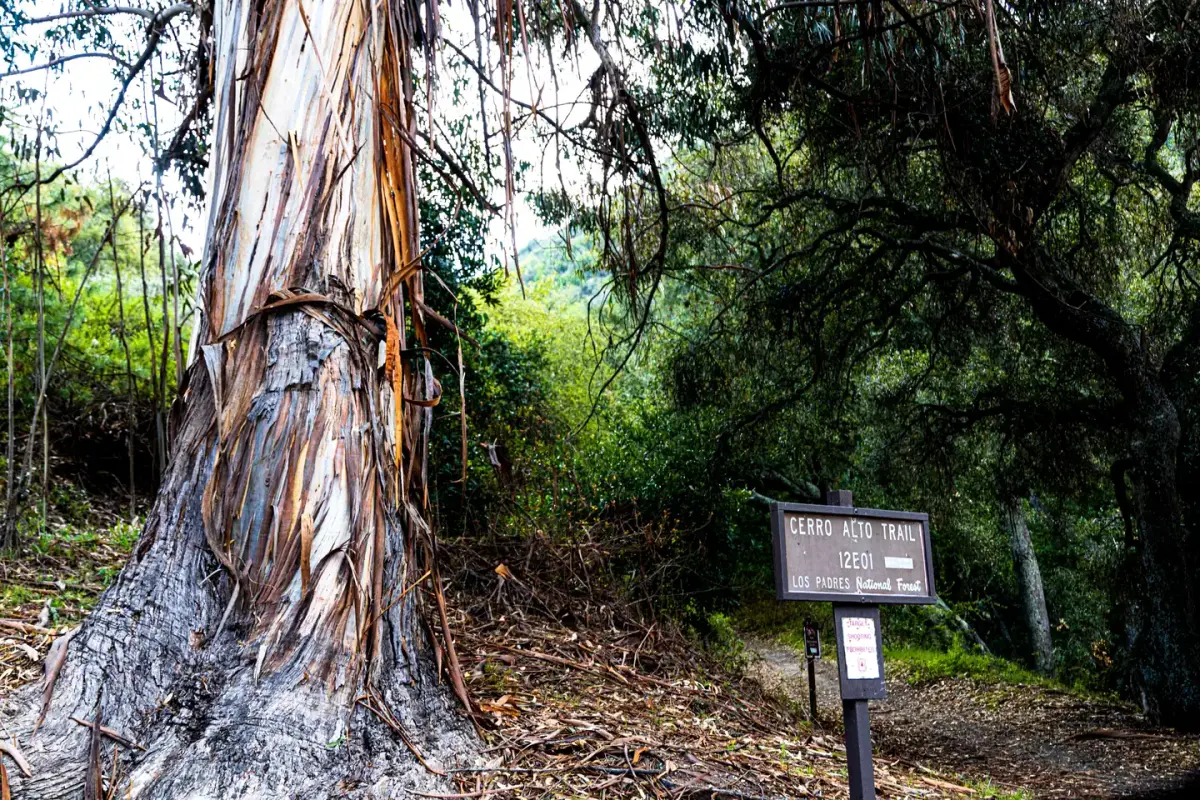 CERRO ALTO CAMPGROUND