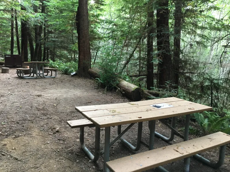 Picnic tables on dirt are surrounded by trees.