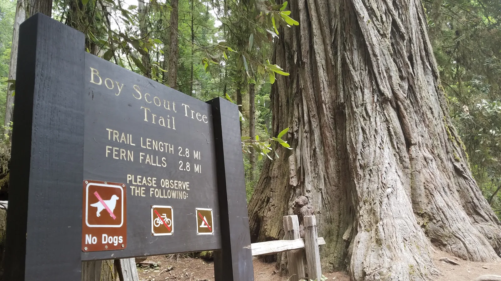 Boy Scout Tree Trail