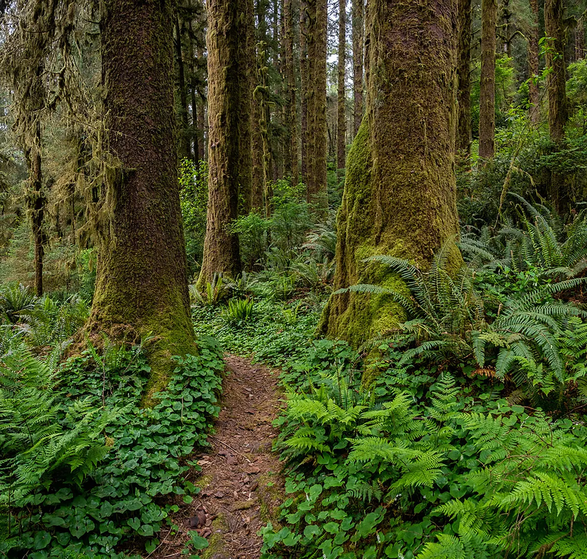 Coastal Trail: Last Chance Grade