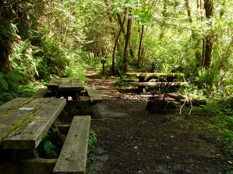 Three picnic tables in a shady grove surrounded by ferns and moss.