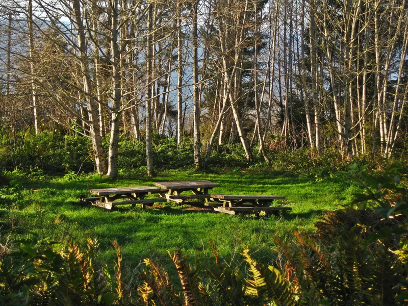 Picnic Tables surrounded by alder trees.