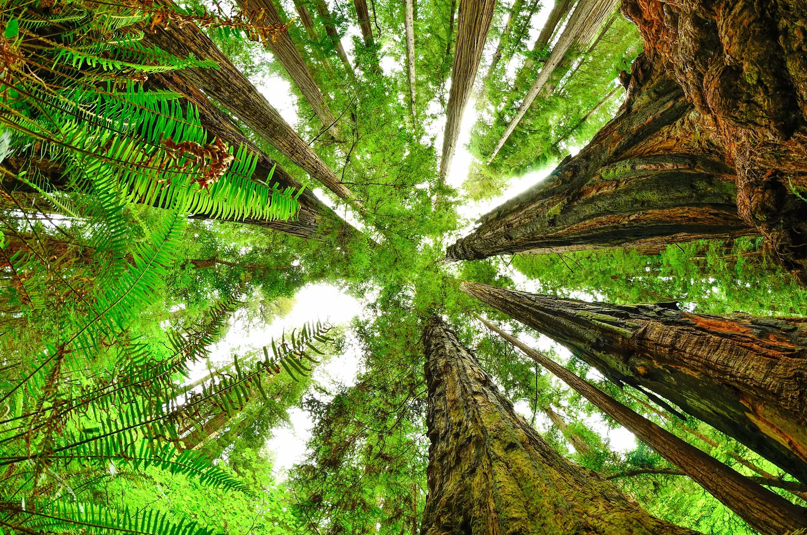 Redwood National and State Parks
