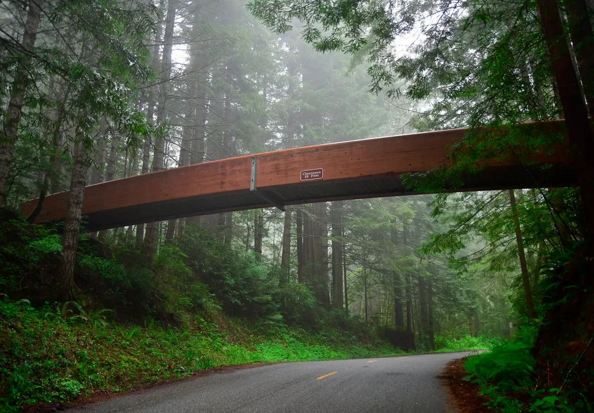 Lady Bird Johnson Grove Trail