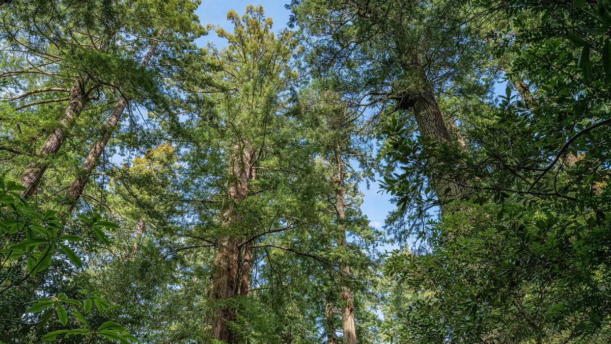 Lady Bird Johnson Nature Trail Stop #1