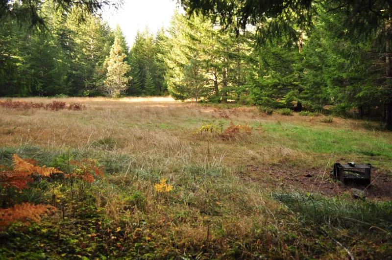 Douglas fir trees on a grassy slope. A campfire ring is to the right.