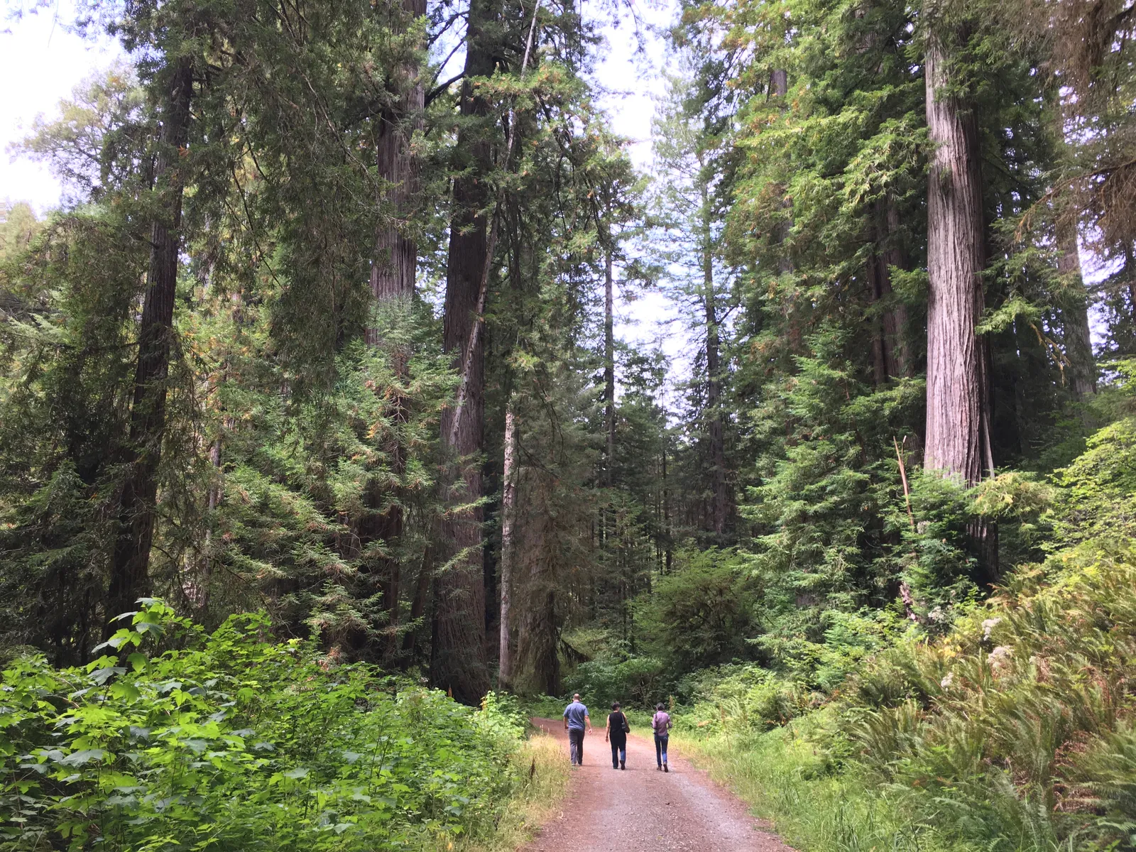 Lost Man Creek: Hike and Bike Trail