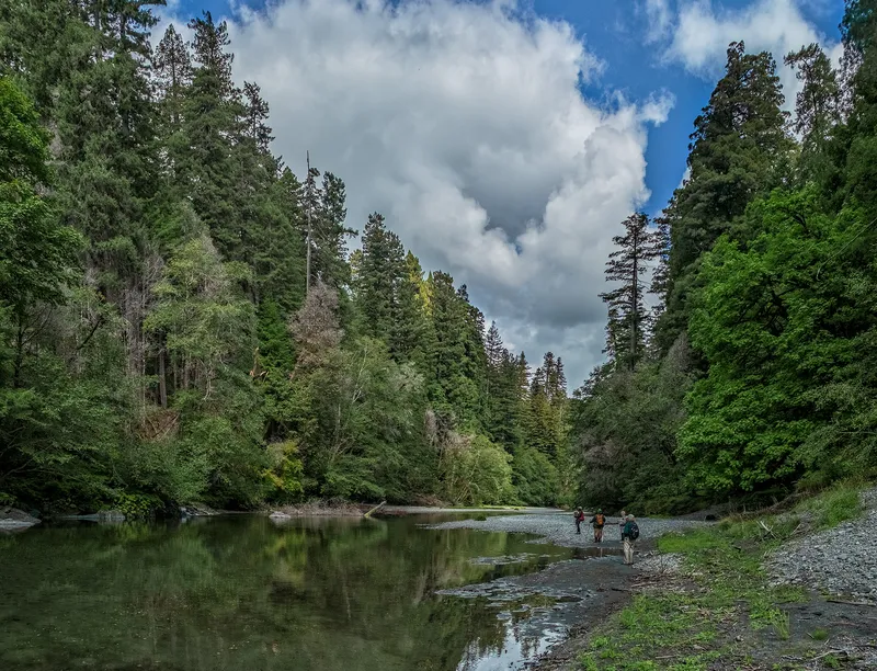Redwood trees and other trees line a calm river. Three hikers walk on gravel bars.