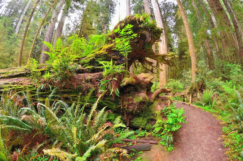 A trail passes a fallen redwood root that is covered in ferns.