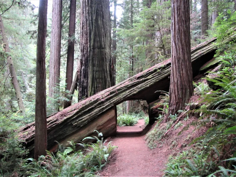 A large redwood lies on a slope. It is cut so a trail passes underneath it.