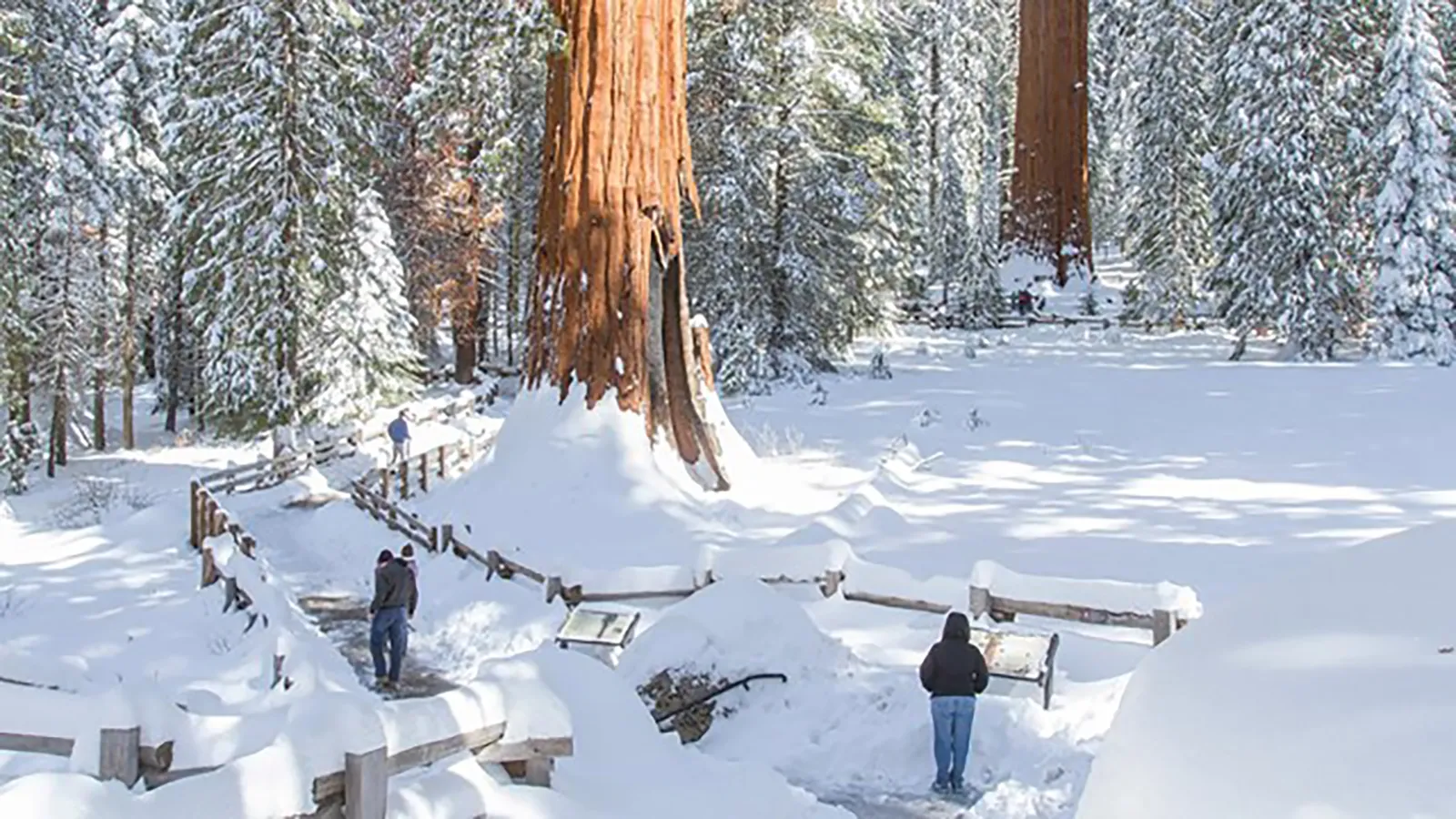Giant Forest and Lodgepole Winter Trails