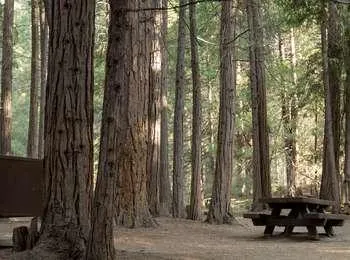 A forested campsite