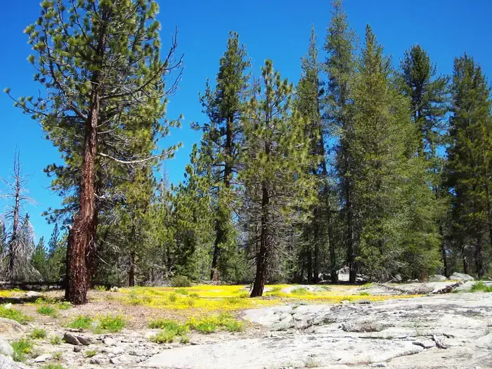 Big Meadow Cabin