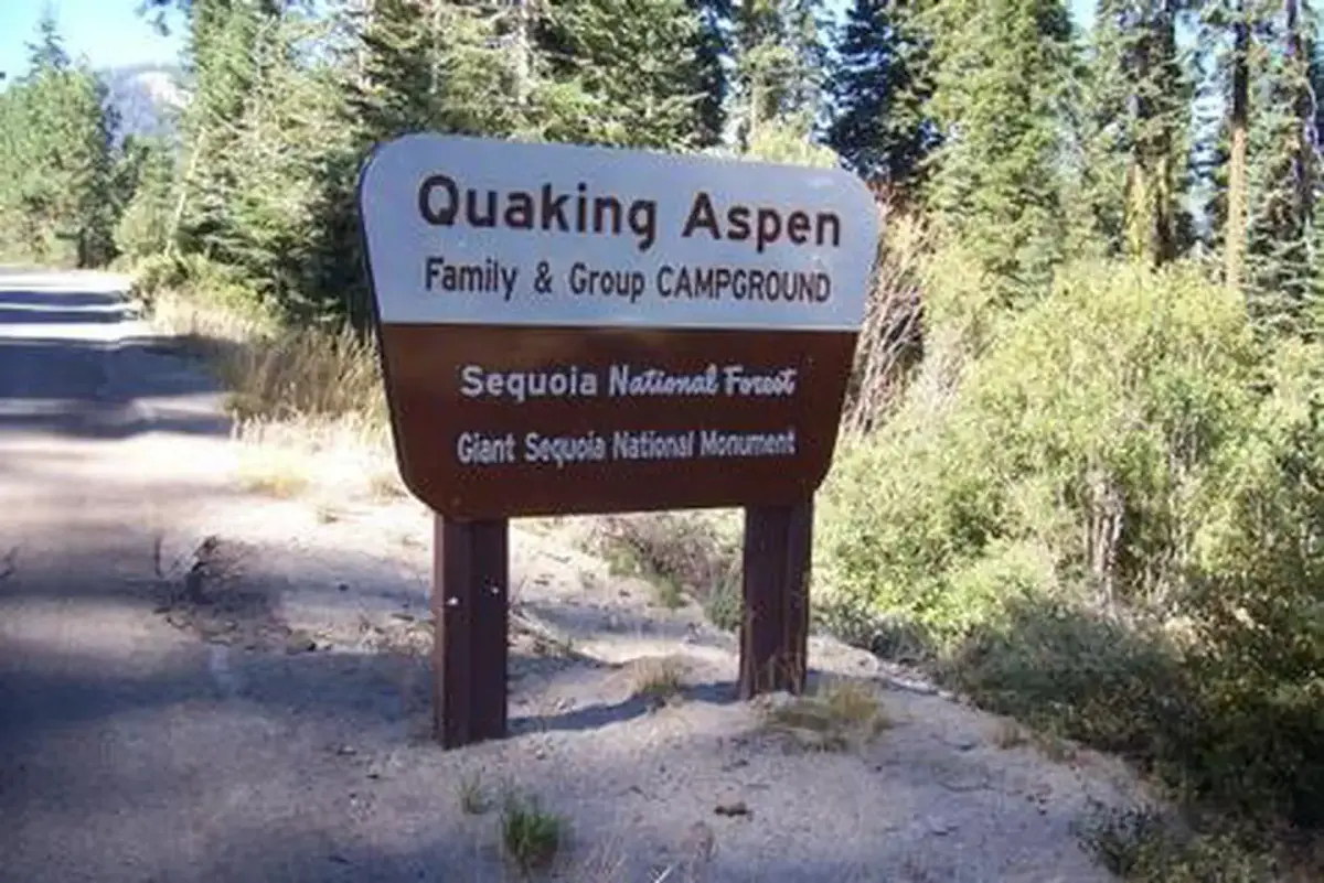 QUAKING ASPEN