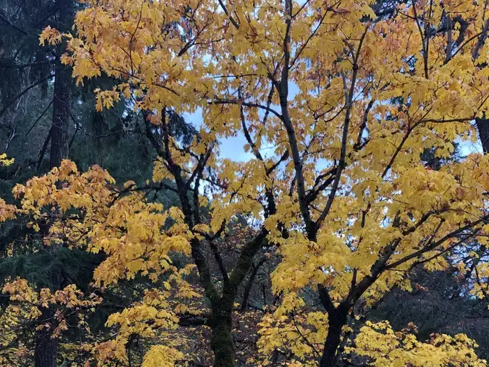 East Fork Campground