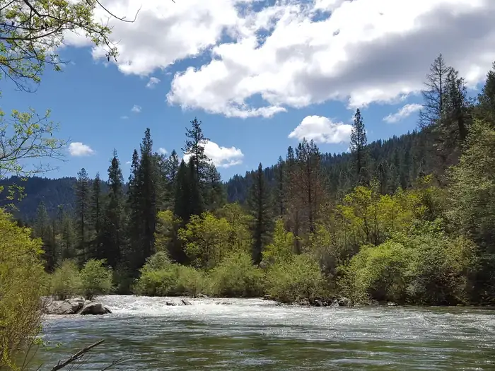 FIDDLE CREEK