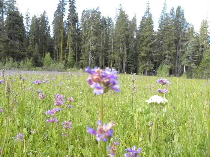 YUBA PASS CAMPGROUND