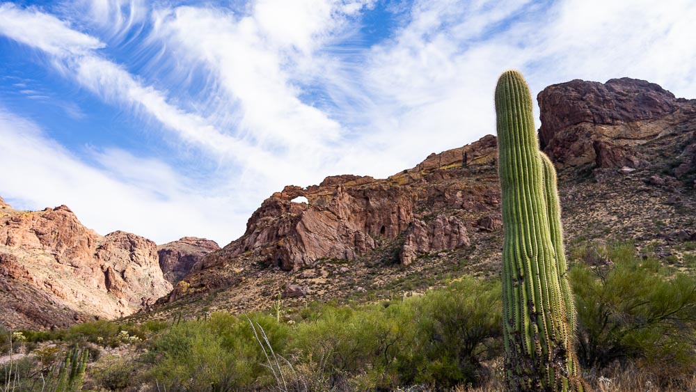 Arch Canyon Trail Cactus