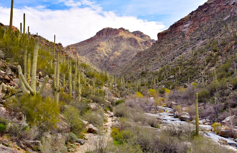 Coronado National Forest Camping Guide