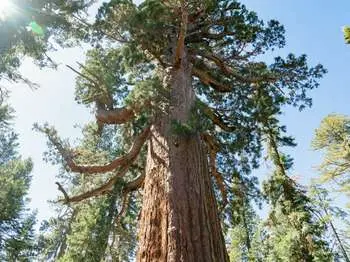 Grizzly Giant Loop Trail