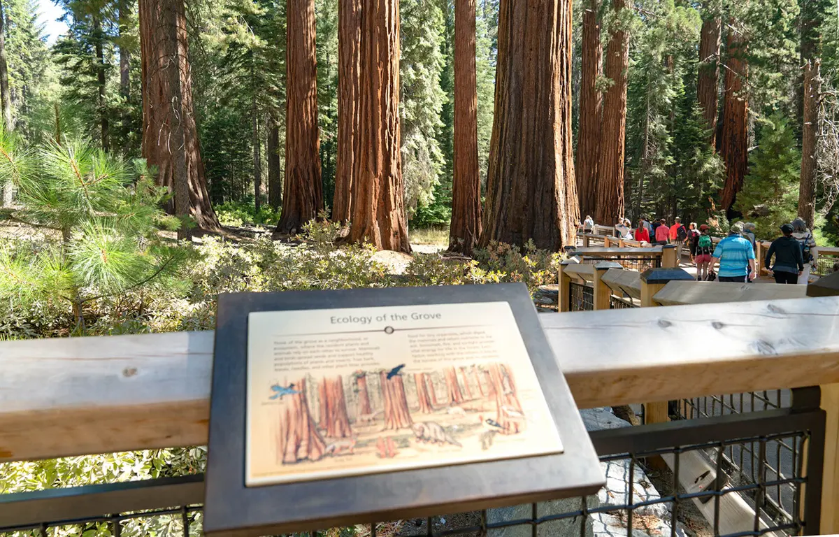Tuolumne Grove Trail
